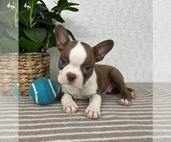 Medium Photo #3 Boston Terrier Puppy For Sale in GREENFIELD, IN, USA