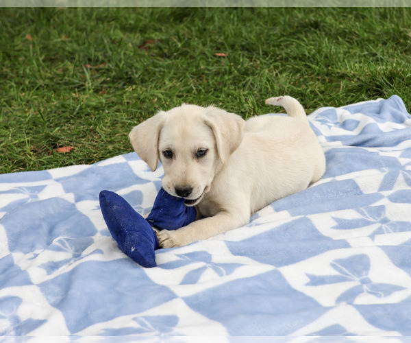 Medium Photo #3 Labrador Retriever Puppy For Sale in SYRACUSE, IN, USA