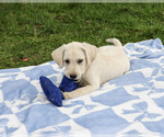 Rambo - Male Labrador Retriever Puppy for Sale - Photo #3