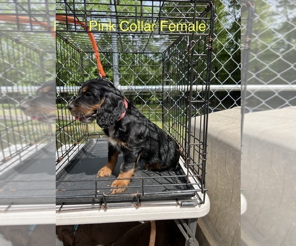 Medium Photo #4 English Cocker Spaniel Puppy For Sale in CHERAW, SC, USA
