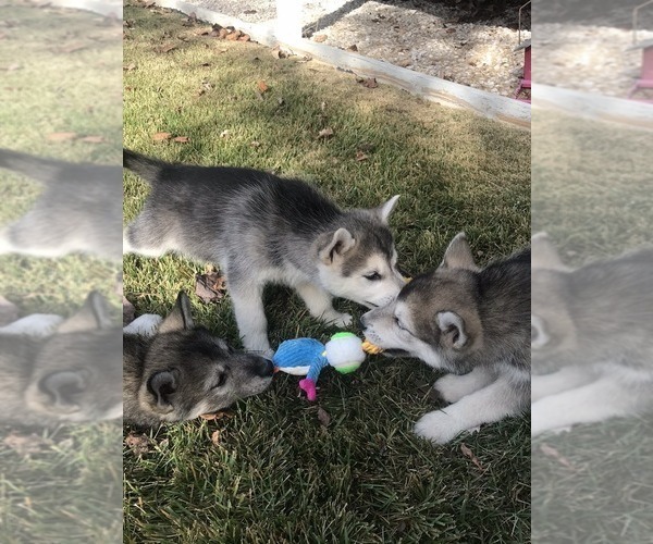 Medium Photo #5 Wolf Hybrid Puppy For Sale in HARRISON, AR, USA