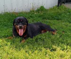 Mother of the Rottweiler puppies born on 10/30/2022