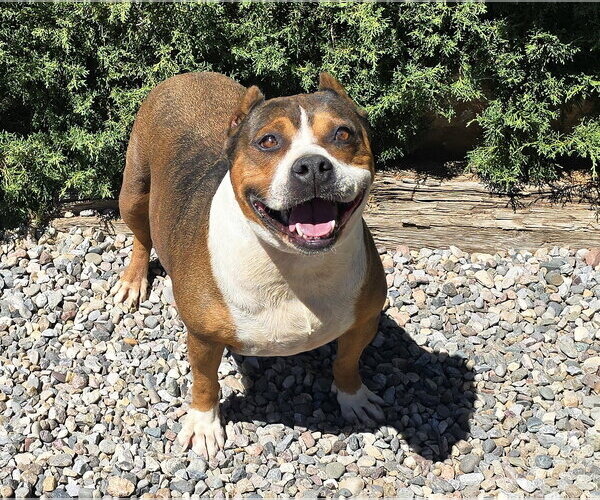 Medium Photo #2 American Staffordshire Terrier Puppy For Sale in Albuquerque, NM, USA