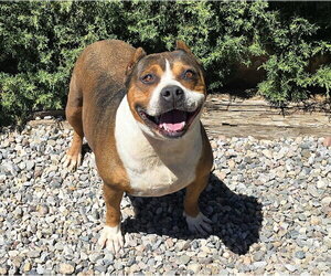 Tolerant Mr Topo ~ True Gentleman - Male American Staffordshire Terrier Dog for Adoption - Photo #2