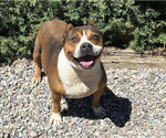 Small Photo #2 American Staffordshire Terrier Puppy For Sale in Albuquerque, NM, USA