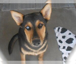 German Shepherd Dog-Siberian Husky Mix Dogs for adoption in Orange, CA, USA