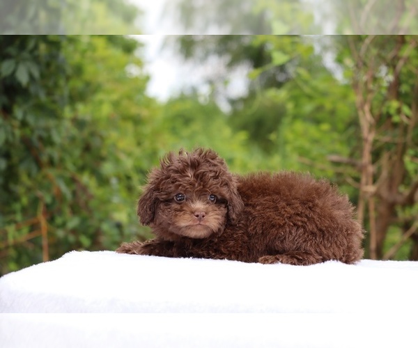 Medium Photo #5 ShihPoo Puppy For Sale in DYERSBURG, TN, USA