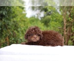 Small #4 ShihPoo