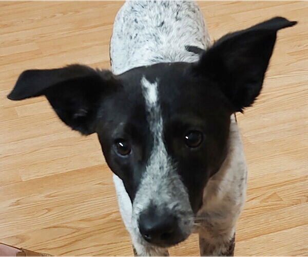 Medium Photo #4 Mutt Puppy For Sale in Westmont, IL, USA