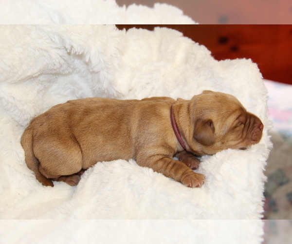 Medium Photo #9 Labrador Retriever Puppy For Sale in HYDE PARK, VT, USA