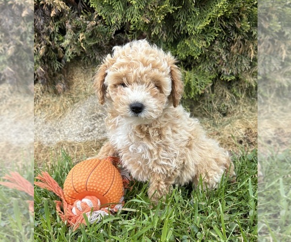 Medium Photo #4 Bichpoo Puppy For Sale in MIDDLEBURY, IN, USA