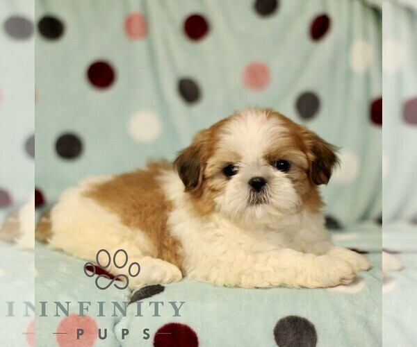 Medium Photo #1 Shih Tzu Puppy For Sale in BIRD IN HAND, PA, USA