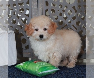 Poochon Puppy for sale in MOUNT VERNON, OH, USA