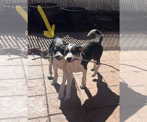 Saint (AL) - Male Retriever -Unknown Mix Dog for Adoption - Photo #18