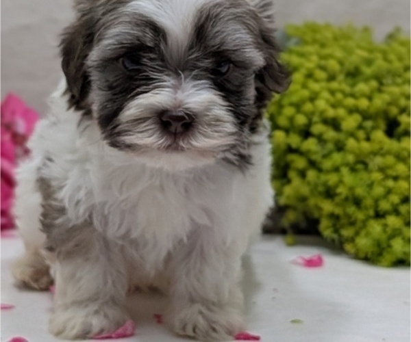 Medium Photo #11 Havanese Puppy For Sale in GOSHEN, IN, USA