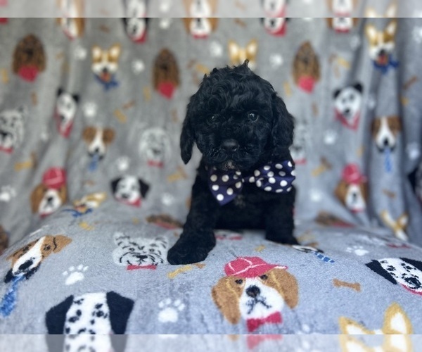 Medium Photo #4 Cavapoo Puppy For Sale in LAKELAND, FL, USA