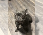 Small Photo #1 French Bulldog Puppy For Sale in FREDERICKSBURG, VA, USA