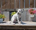 Small #5 Dalmatian