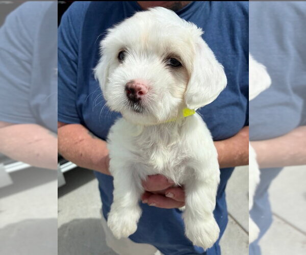 Medium Photo #2 Poodle (Miniature)-Unknown Mix Puppy For Sale in Lakewood, CO, USA