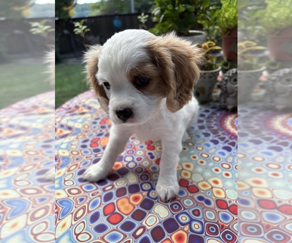 Medium Photo #3 Cavachon Puppy For Sale in OLYMPIA, WA, USA
