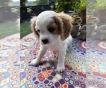 Small #2 Cavachon
