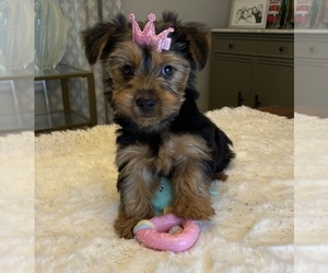 Yorkshire Terrier Puppy for Sale in GRAND RAPIDS, Michigan USA