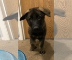 Small Photo #8 German Shepherd Dog Puppy For Sale in FAIRMOUNT, IN, USA