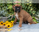 Small #2 Boxer