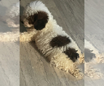Small #1 Poodle (Miniature)