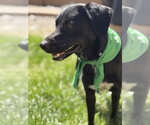 Small #2 Labrador Retriever Mix