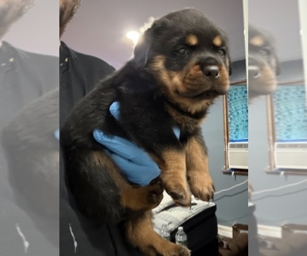 Medium Photo #2 Rottweiler Puppy For Sale in WALLINGFORD, CT, USA