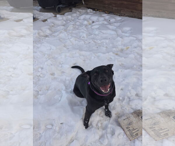 Medium Photo #3 Labrador Retriever-Unknown Mix Puppy For Sale in Aurora, CO, USA