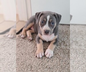 American Bully Puppy for sale in MANOR, TX, USA