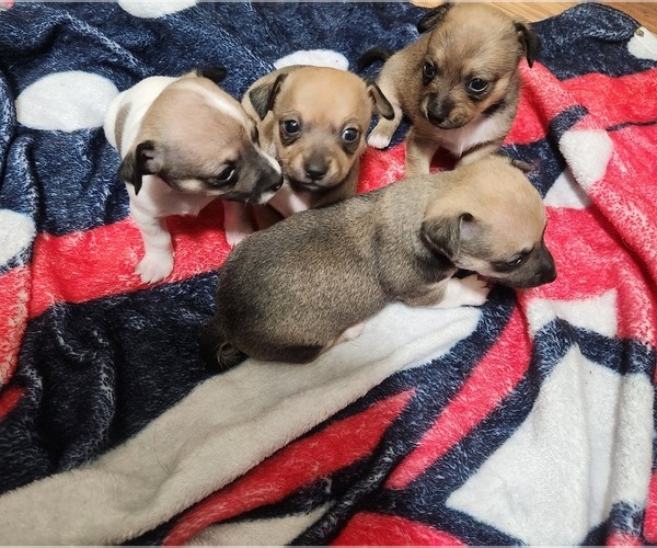Medium Photo #5 Chiweenie Puppy For Sale in BLUFF CITY, TN, USA