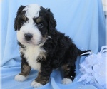 Small Photo #5 Miniature Bernedoodle Puppy For Sale in SHILOH, OH, USA