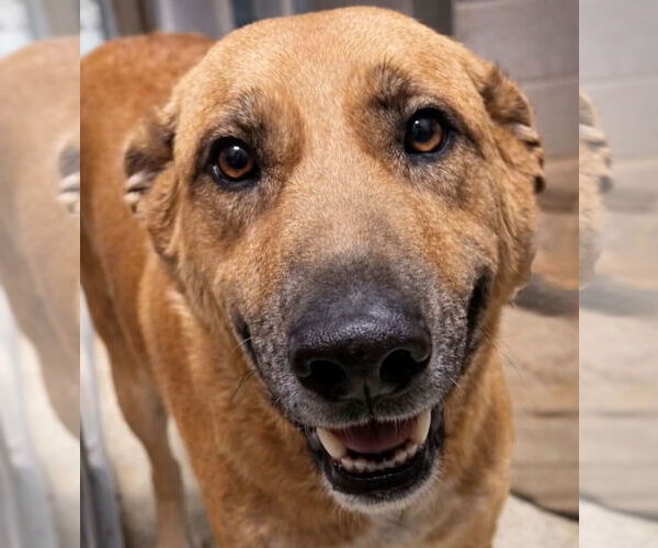 Medium Photo #2 Mutt Puppy For Sale in Jefferson, WI, USA