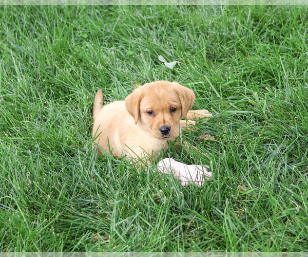 Medium Photo #3 Labrador Retriever Puppy For Sale in SYRACUSE, IN, USA