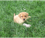 Small #2 Labrador Retriever