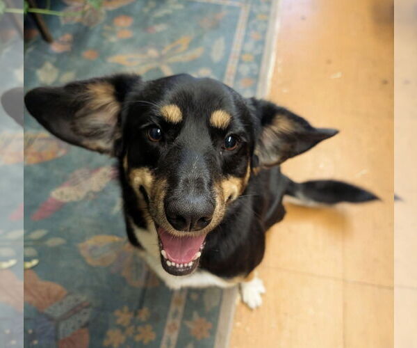 Medium Photo #1 Mutt Puppy For Sale in Germantown, OH, USA