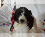 Small Photo #8 Poodle (Standard) Puppy For Sale in INDEPENDENCE, MO, USA