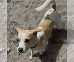 Small Photo #13 Toy Rat Doxie Puppy For Sale in Sanford, FL, USA