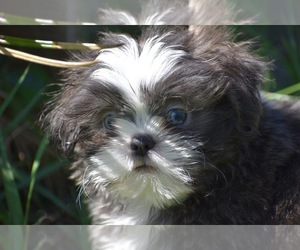 Shih Tzu Puppy for sale in PALM COAST, FL, USA