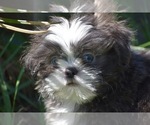 Image preview for Ad Listing. Nickname: Horton