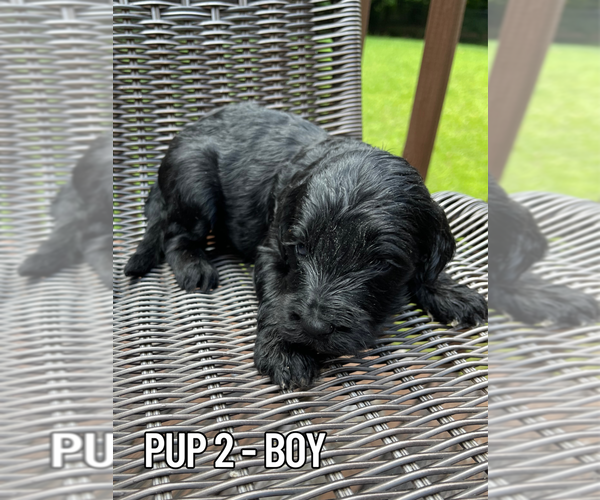 Medium Photo #2 Goldendoodle Puppy For Sale in DALLAS, GA, USA