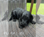 Small #1 Goldendoodle