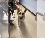 Small German Shepherd Dog