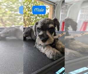 Schnauzer (Miniature) Puppy for sale in EL PASO, TX, USA