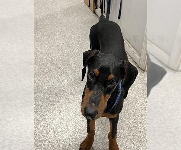 Medium Photo #1 Doberman Pinscher Puppy For Sale in Alameda, CA, USA