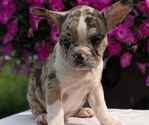Small #2 Faux Frenchbo Bulldog