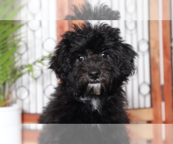 Medium Photo #4 Yo-Chon Puppy For Sale in NAPLES, FL, USA